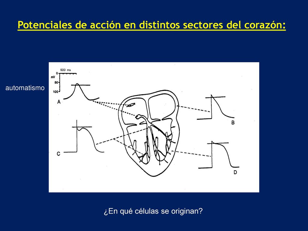 Potenciales de acción en distintos sectores del corazón: