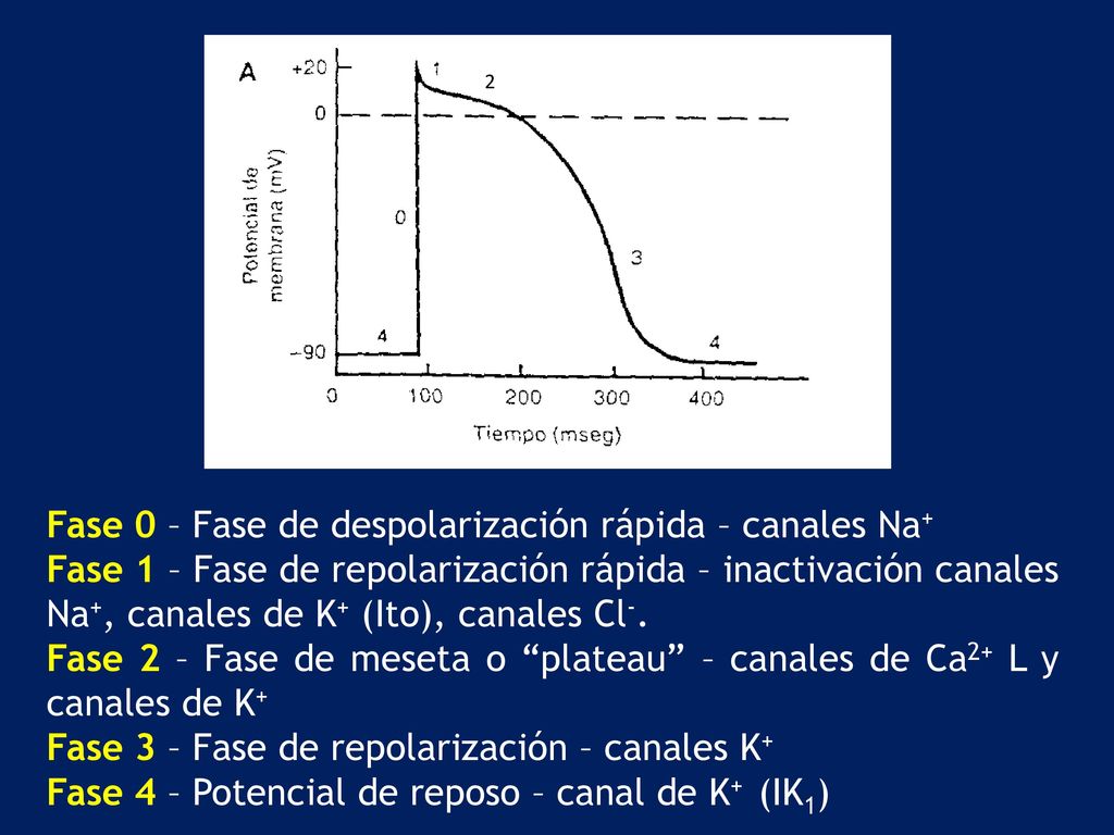 Fase 0 – Fase de despolarización rápida – canales Na+