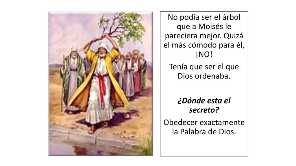 No podía ser el árbol que a Moisés le pareciera mejor