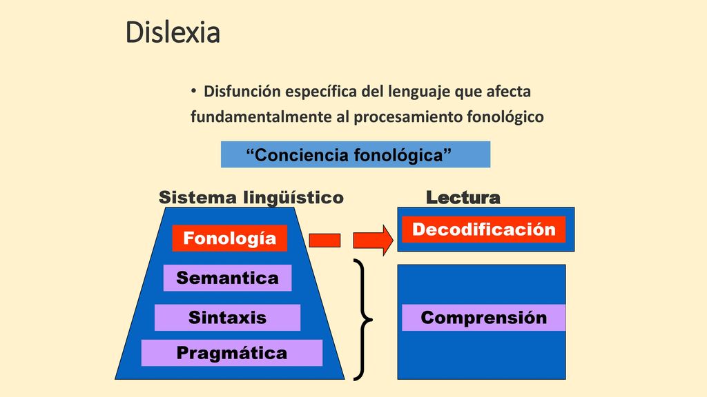 Dislexia Disfunción específica del lenguaje que afecta fundamentalmente al procesamiento fonológico.