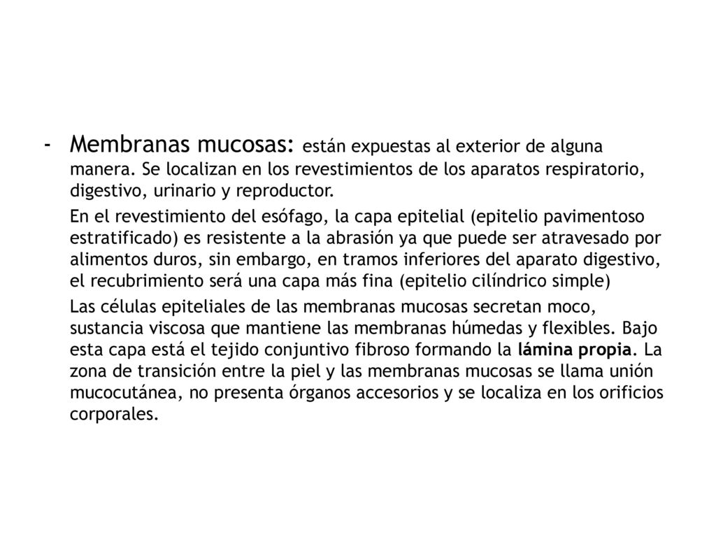 Membranas mucosas: están expuestas al exterior de alguna manera