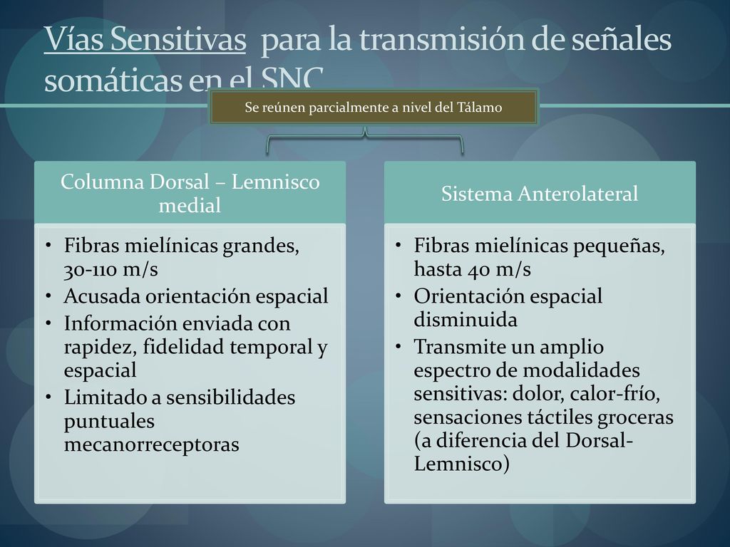 Vías Sensitivas para la transmisión de señales somáticas en el SNC