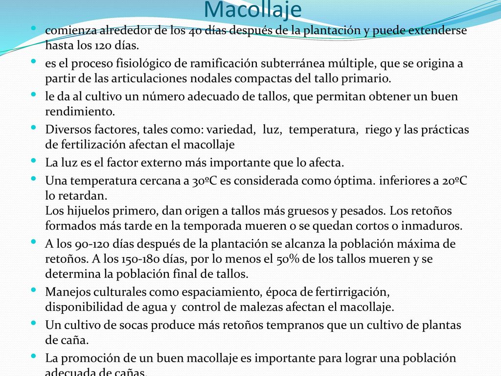 Macollaje comienza alrededor de los 40 días después de la plantación y puede extenderse hasta los 120 días.