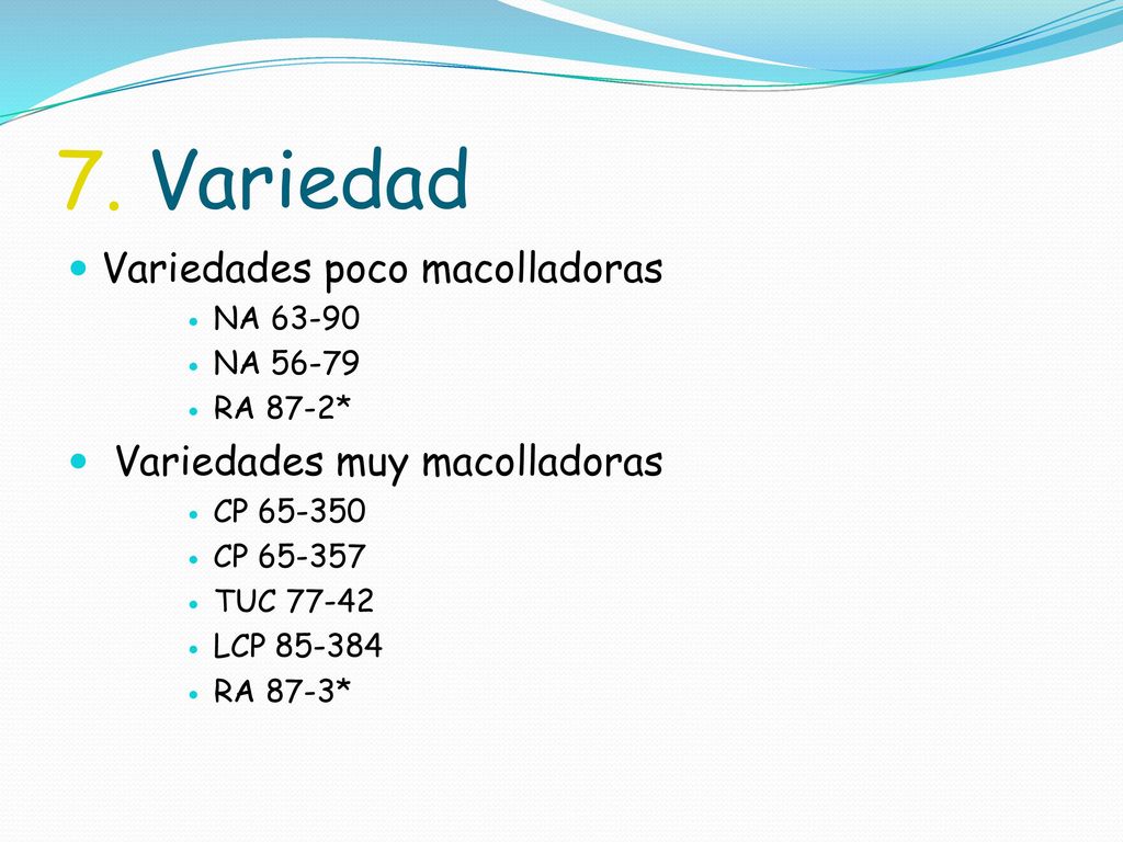 7. Variedad Variedades poco macolladoras Variedades muy macolladoras