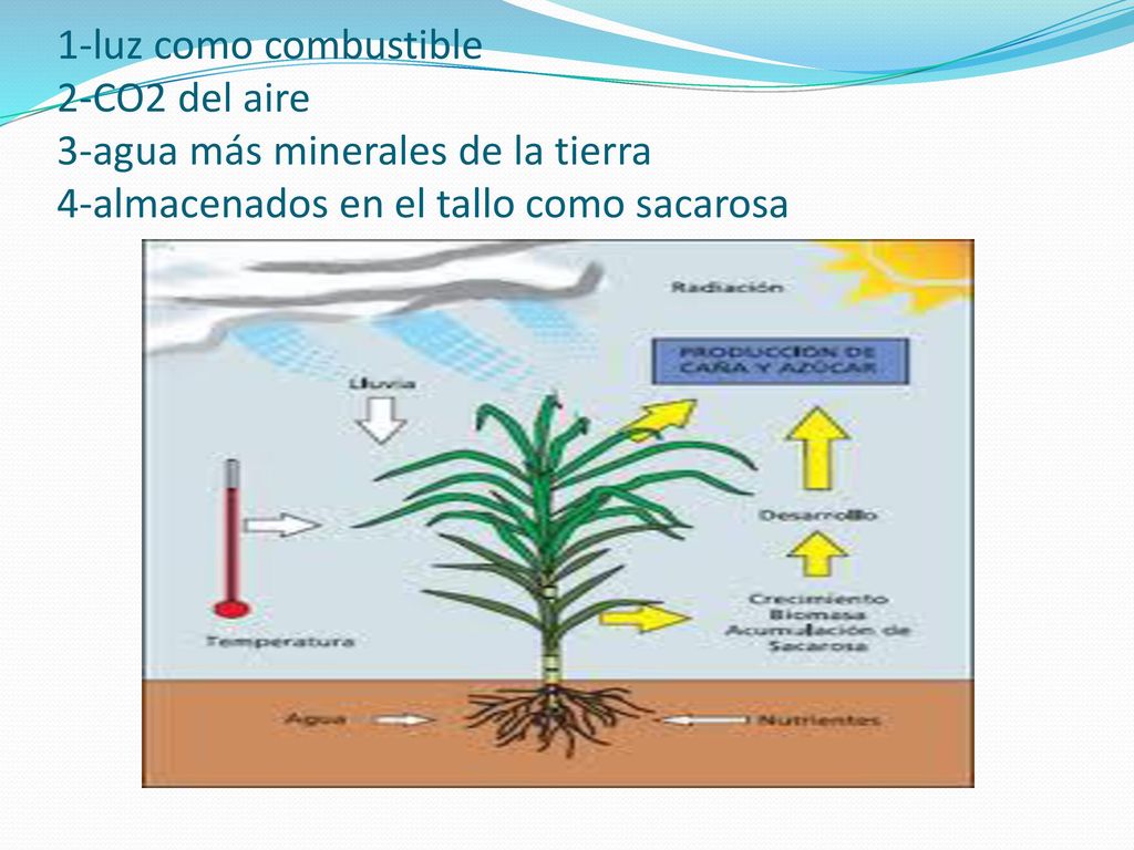 1-luz como combustible 2-CO2 del aire 3-agua más minerales de la tierra 4-almacenados en el tallo como sacarosa