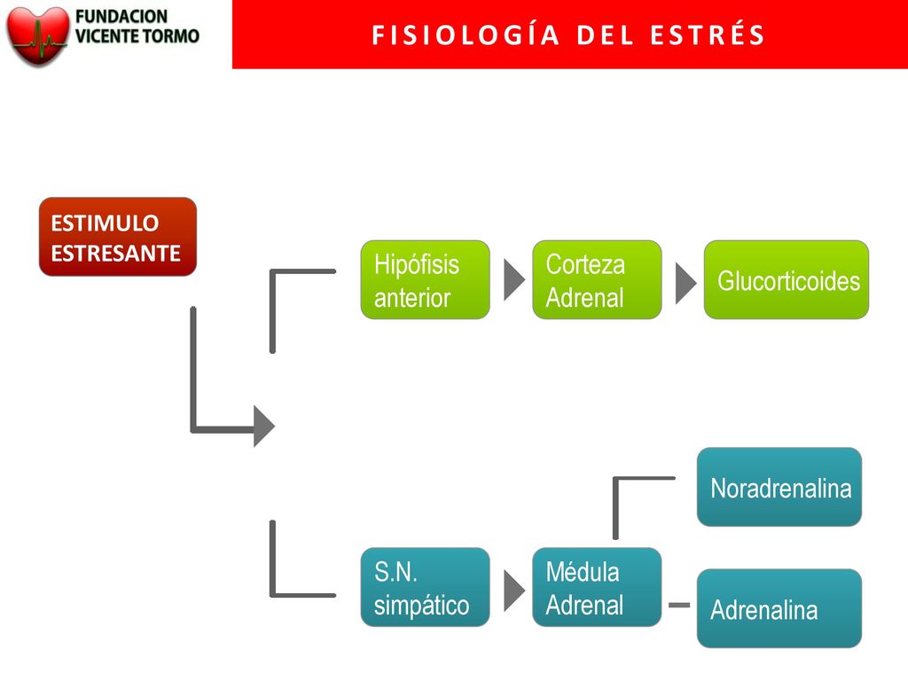 FISIOLOGÍA DEL ESTRÉS Hipófisis anterior Corteza Adrenal