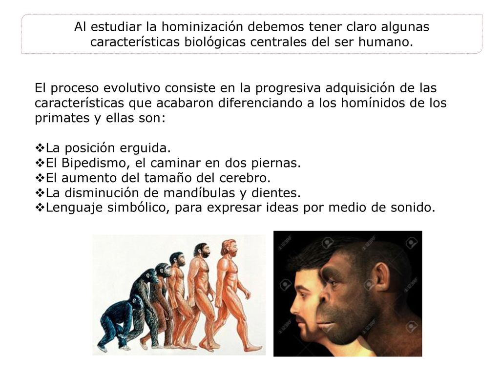 Al estudiar la hominización debemos tener claro algunas características biológicas centrales del ser humano.