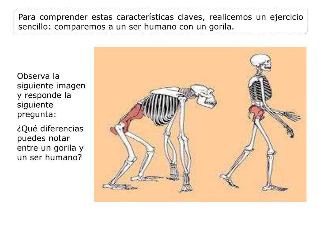 Para comprender estas características claves, realicemos un ejercicio sencillo: comparemos a un ser humano con un gorila.