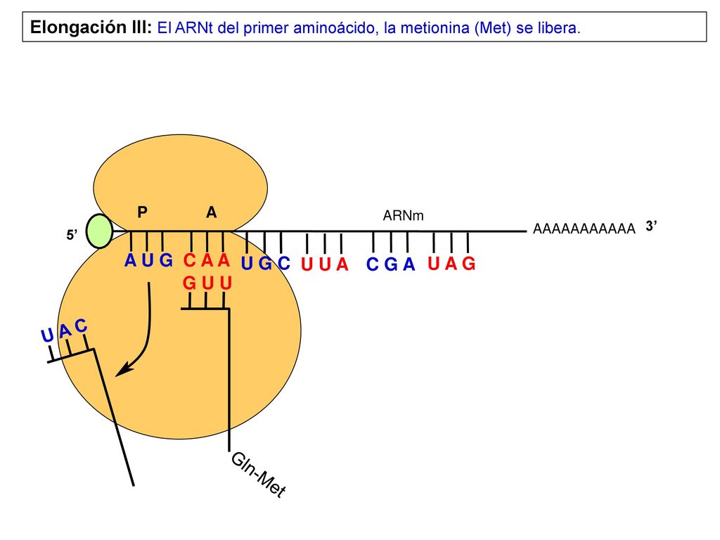Elongación III: El ARNt del primer aminoácido, la metionina (Met) se libera.