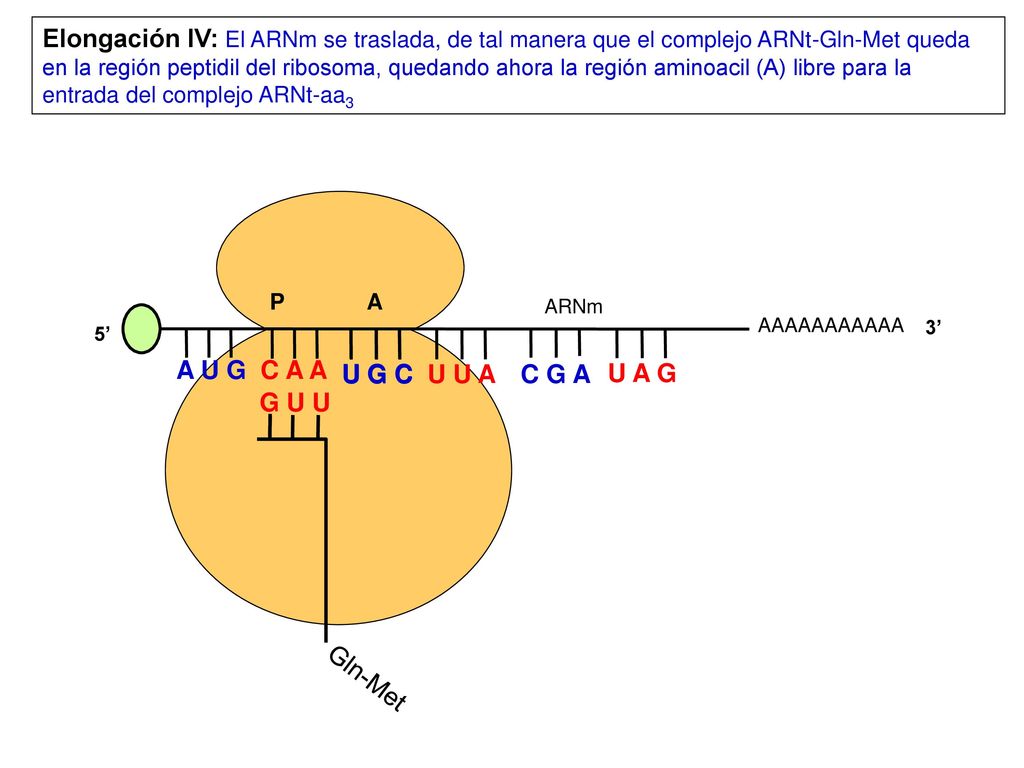 Elongación IV: El ARNm se traslada, de tal manera que el complejo ARNt-Gln-Met queda en la región peptidil del ribosoma, quedando ahora la región aminoacil (A) libre para la entrada del complejo ARNt-aa3