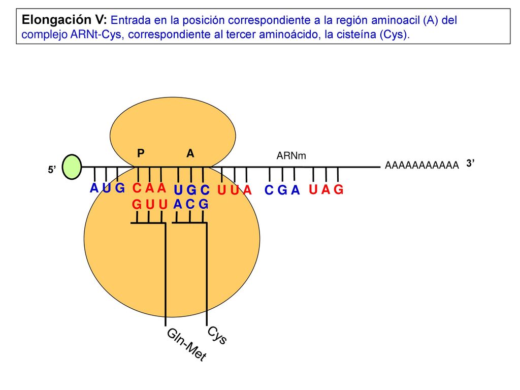 Elongación V: Entrada en la posición correspondiente a la región aminoacil (A) del complejo ARNt-Cys, correspondiente al tercer aminoácido, la cisteína (Cys).