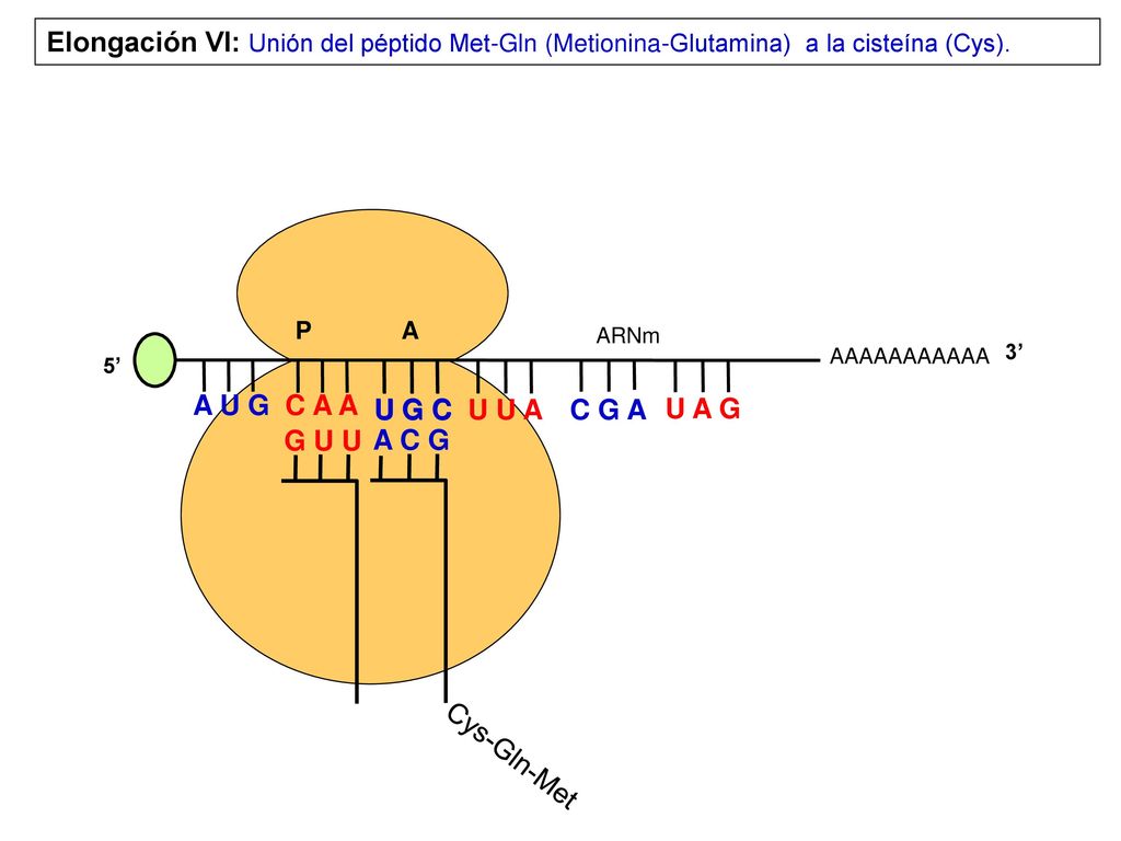 Elongación VI: Unión del péptido Met-Gln (Metionina-Glutamina) a la cisteína (Cys).