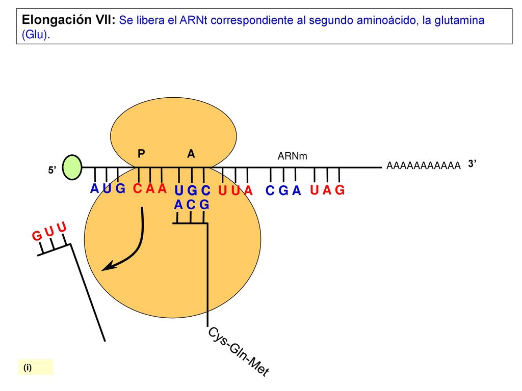 Elongación VII: Se libera el ARNt correspondiente al segundo aminoácido, la glutamina (Glu).