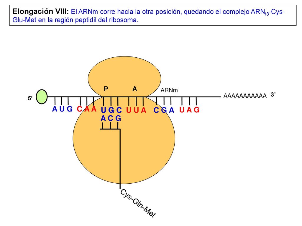 Elongación VIII: El ARNm corre hacia la otra posición, quedando el complejo ARNt3-Cys-Glu-Met en la región peptidil del ribosoma.
