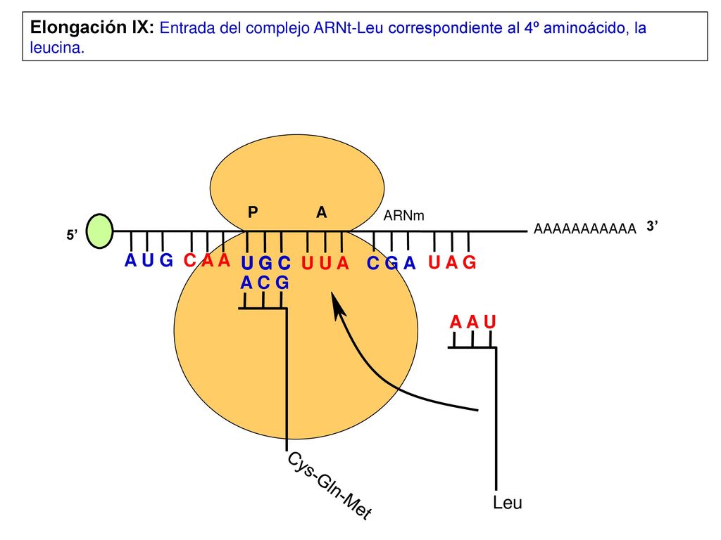 Elongación IX: Entrada del complejo ARNt-Leu correspondiente al 4º aminoácido, la leucina.