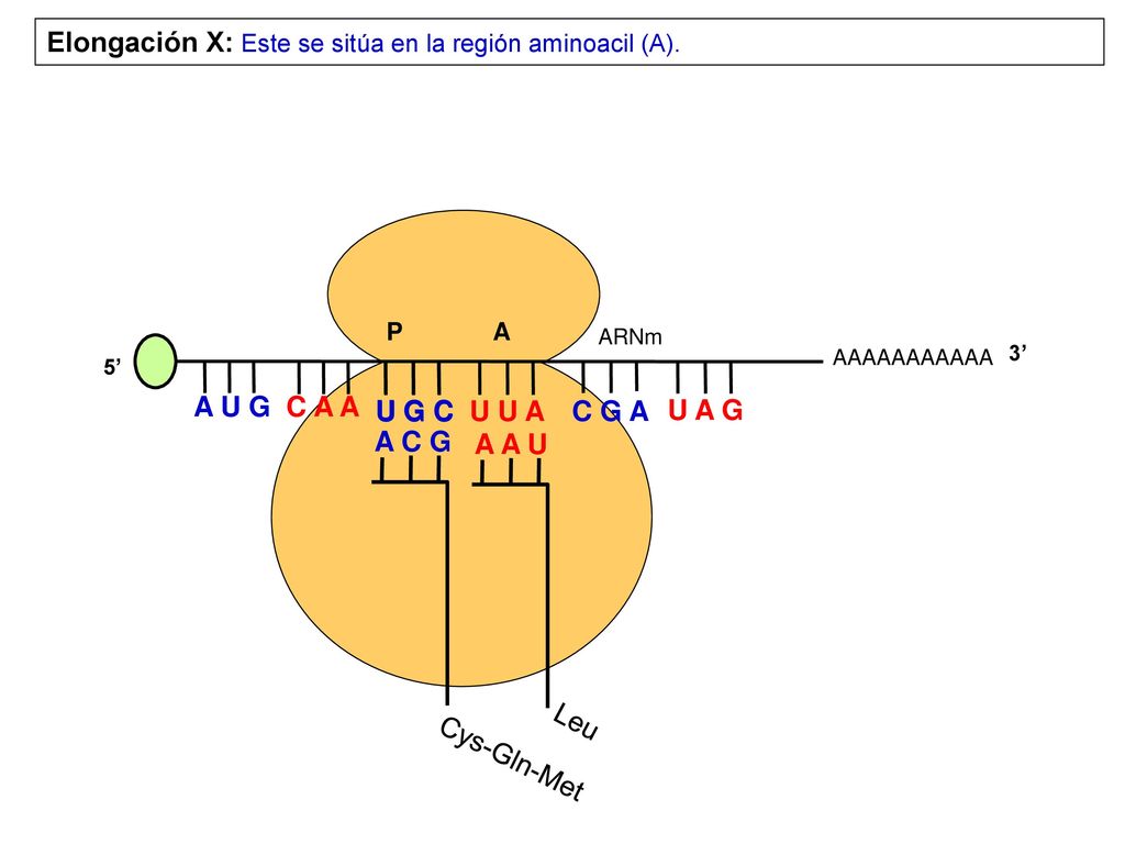 Elongación X: Este se sitúa en la región aminoacil (A).