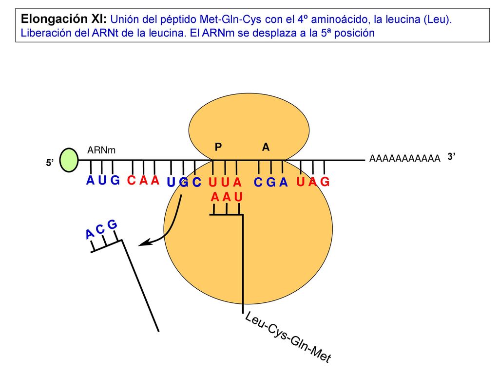 Elongación XI: Unión del péptido Met-Gln-Cys con el 4º aminoácido, la leucina (Leu). Liberación del ARNt de la leucina. El ARNm se desplaza a la 5ª posición