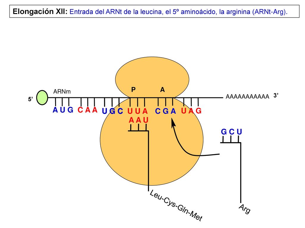 Elongación XII: Entrada del ARNt de la leucina, el 5º aminoácido, la arginina (ARNt-Arg).