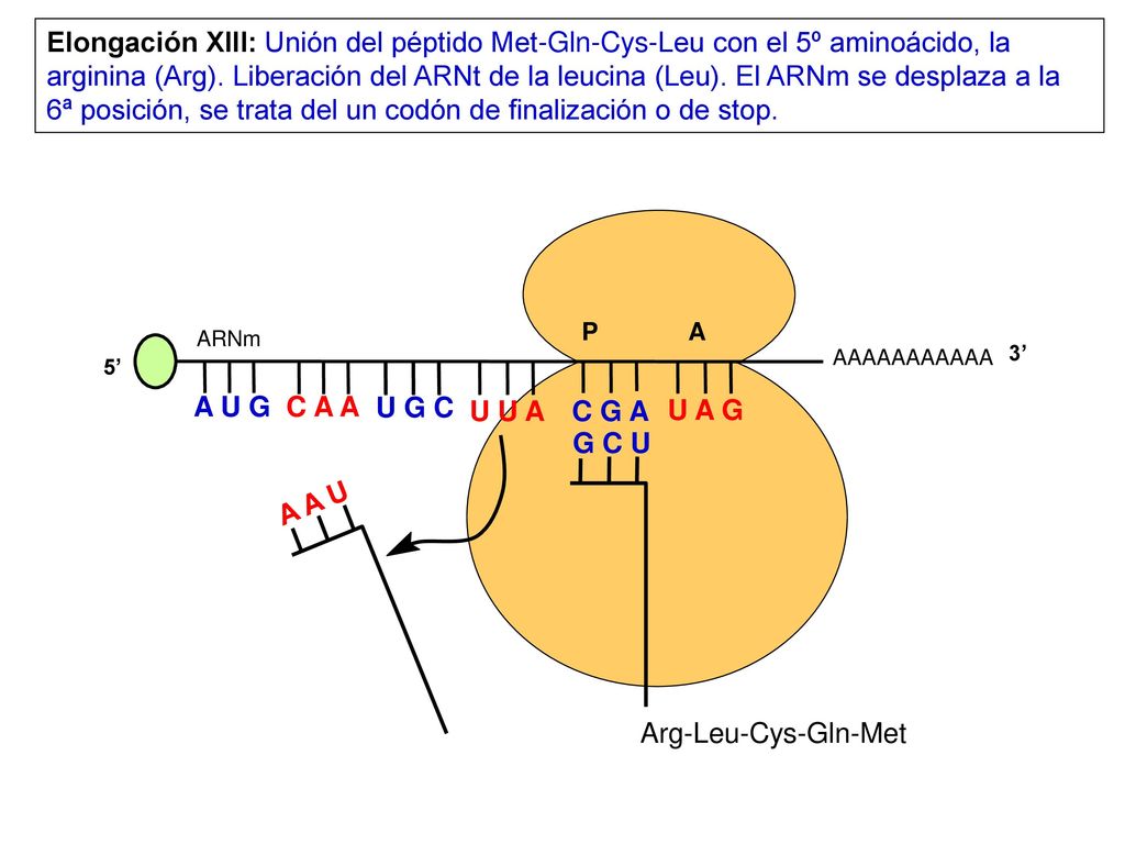 Elongación XIII: Unión del péptido Met-Gln-Cys-Leu con el 5º aminoácido, la arginina (Arg). Liberación del ARNt de la leucina (Leu). El ARNm se desplaza a la 6ª posición, se trata del un codón de finalización o de stop.