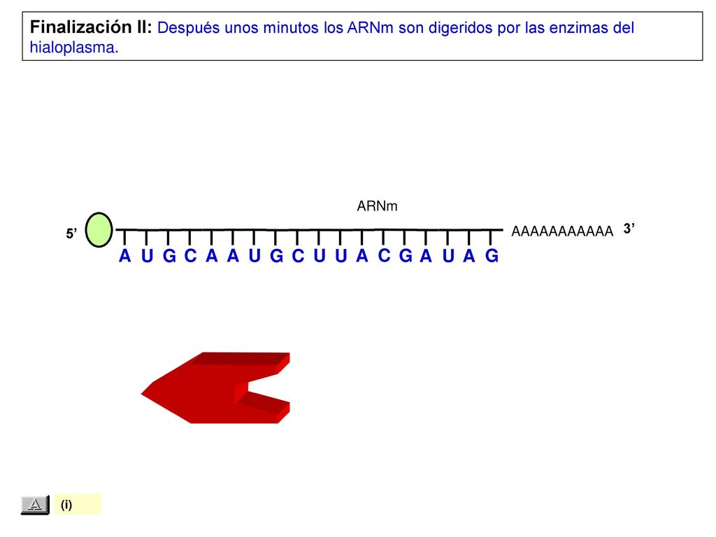 Finalización II: Después unos minutos los ARNm son digeridos por las enzimas del hialoplasma.