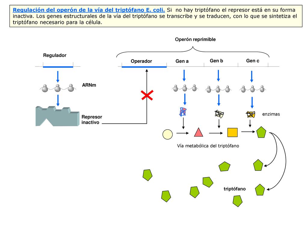Regulación del operón de la vía del triptófano E. coli