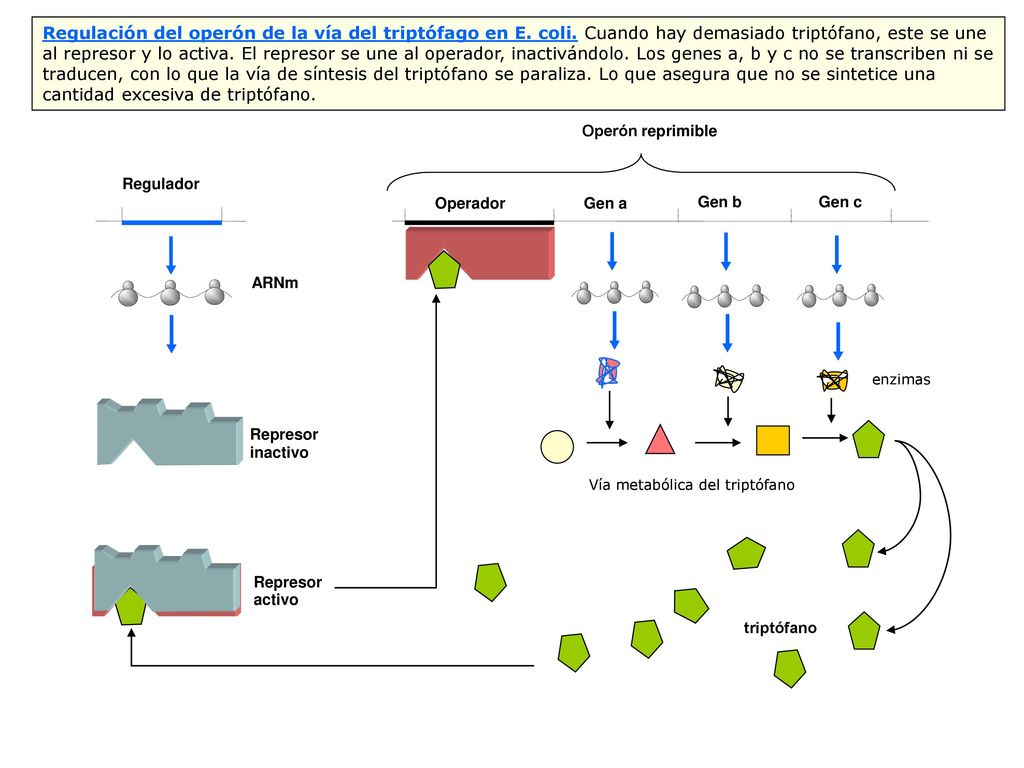 Regulación del operón de la vía del triptófago en E. coli