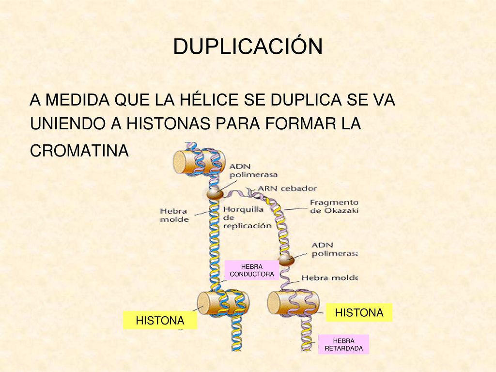 DUPLICACIÓN A MEDIDA QUE LA HÉLICE SE DUPLICA SE VA