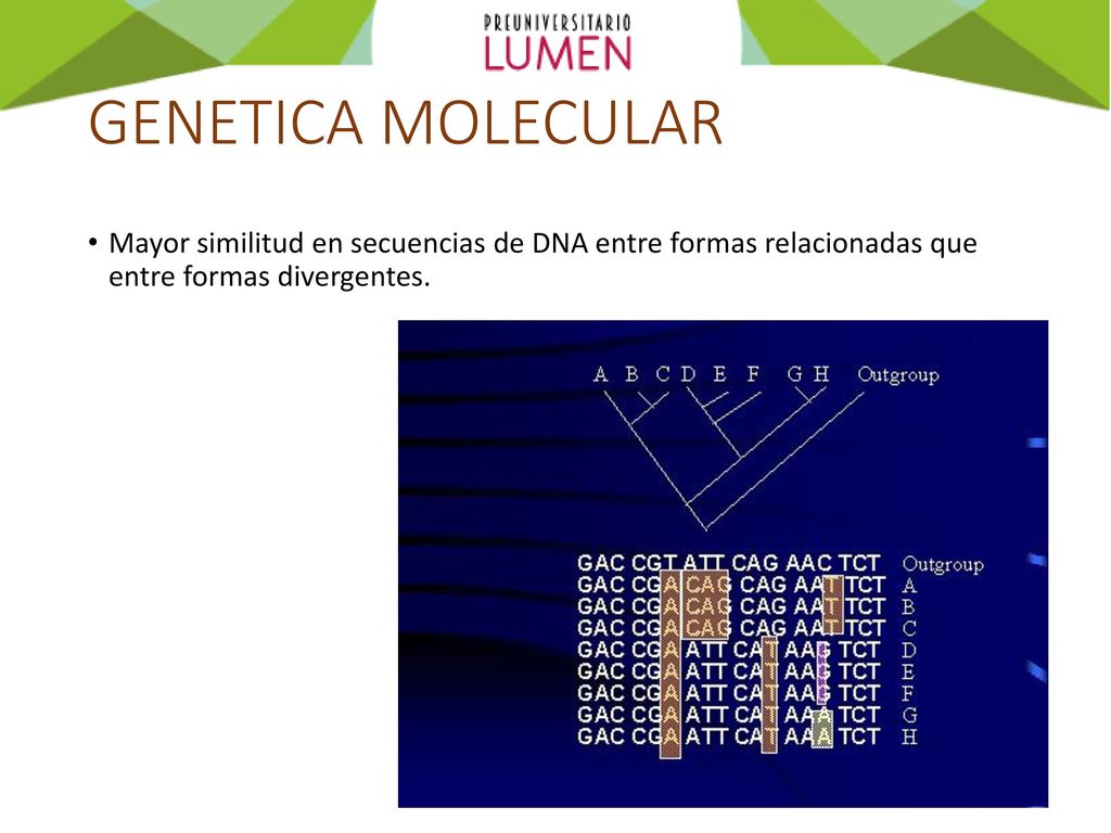 GENETICA MOLECULAR Mayor similitud en secuencias de DNA entre formas relacionadas que entre formas divergentes.