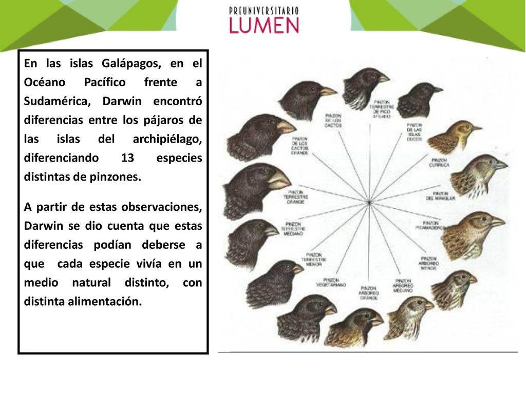 En las islas Galápagos, en el Océano Pacífico frente a Sudamérica, Darwin encontró diferencias entre los pájaros de las islas del archipiélago, diferenciando 13 especies distintas de pinzones.