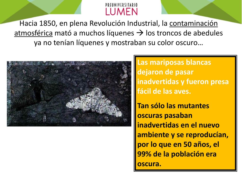 Hacia 1850, en plena Revolución Industrial, la contaminación atmosférica mató a muchos líquenes  los troncos de abedules ya no tenían líquenes y mostraban su color oscuro…