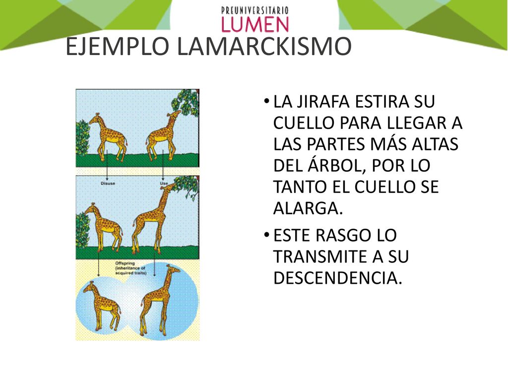EJEMPLO LAMARCKISMO LA JIRAFA ESTIRA SU CUELLO PARA LLEGAR A LAS PARTES MÁS ALTAS DEL ÁRBOL, POR LO TANTO EL CUELLO SE ALARGA.