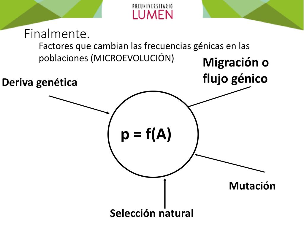 p = f(A) Finalmente. Migración o flujo génico Deriva genética Mutación