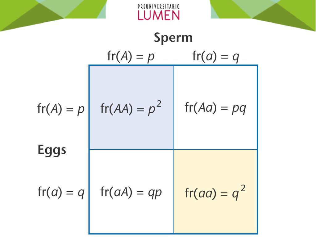 Random mating produces genotypes in the proportions p2, 2pq, and q2.