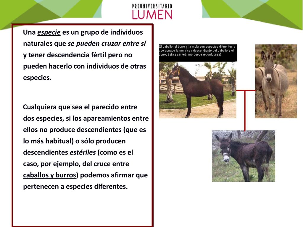 Una especie es un grupo de individuos naturales que se pueden cruzar entre sí y tener descendencia fértil pero no pueden hacerlo con individuos de otras especies.