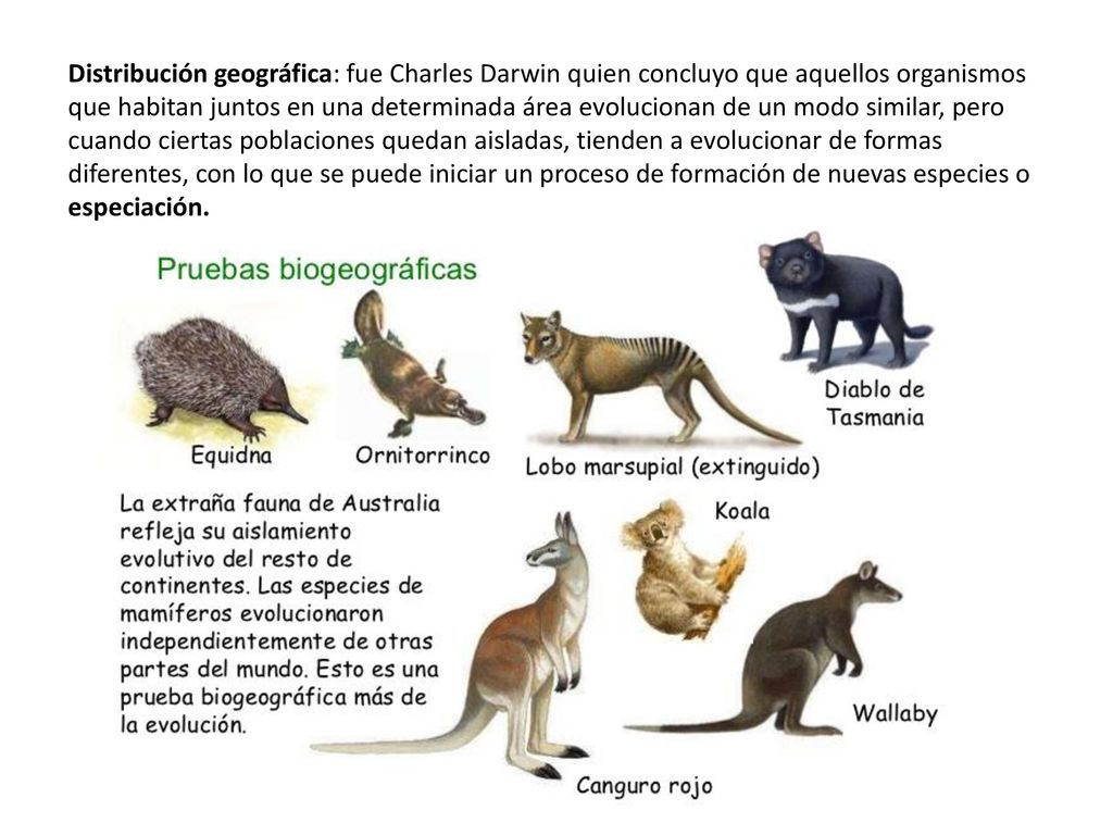 Distribución geográfica: fue Charles Darwin quien concluyo que aquellos organismos que habitan juntos en una determinada área evolucionan de un modo similar, pero cuando ciertas poblaciones quedan aisladas, tienden a evolucionar de formas diferentes, con lo que se puede iniciar un proceso de formación de nuevas especies o especiación.