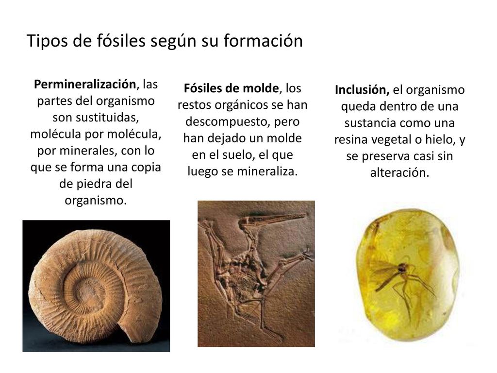 Tipos de fósiles según su formación