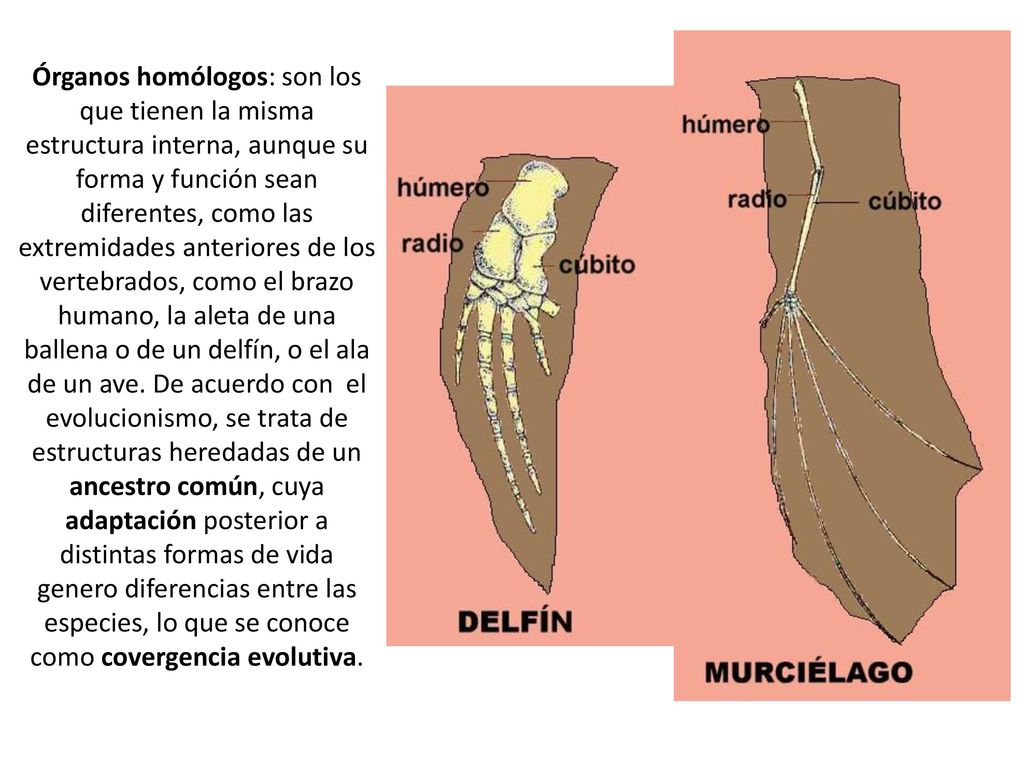 Órganos homólogos: son los que tienen la misma estructura interna, aunque su forma y función sean diferentes, como las extremidades anteriores de los vertebrados, como el brazo humano, la aleta de una ballena o de un delfín, o el ala de un ave.