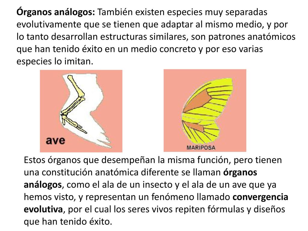Órganos análogos: También existen especies muy separadas evolutivamente que se tienen que adaptar al mismo medio, y por lo tanto desarrollan estructuras similares, son patrones anatómicos que han tenido éxito en un medio concreto y por eso varias especies lo imitan.
