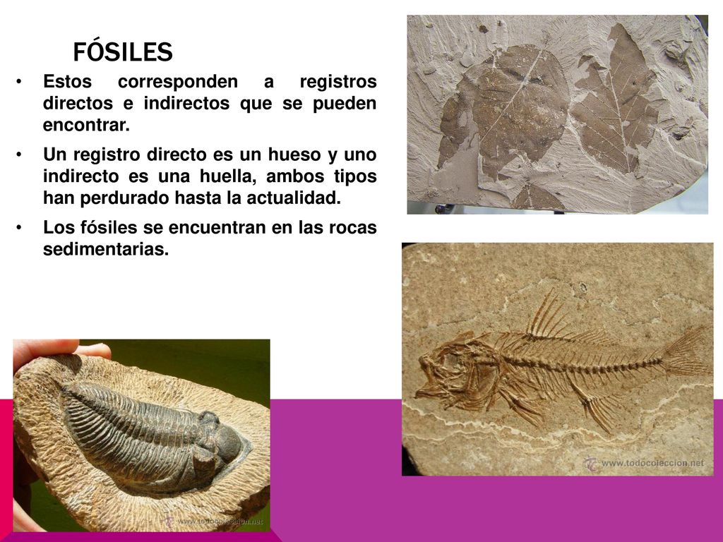FÓSILES Estos corresponden a registros directos e indirectos que se pueden encontrar.