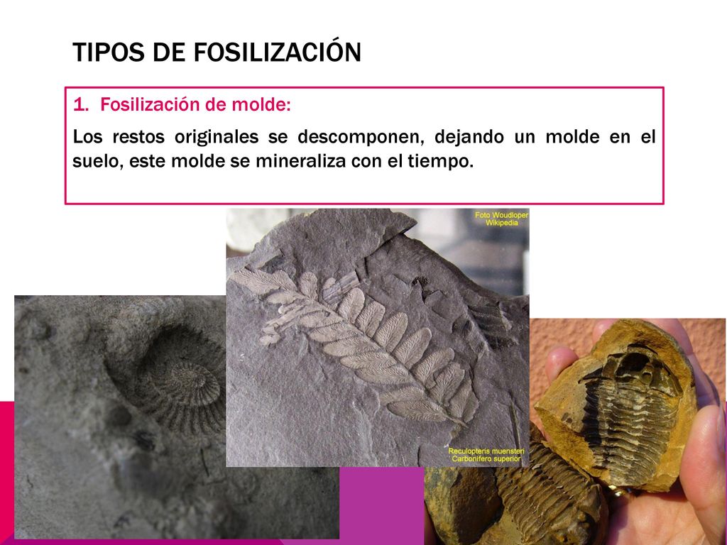 Tipos de fosilización Fosilización de molde:
