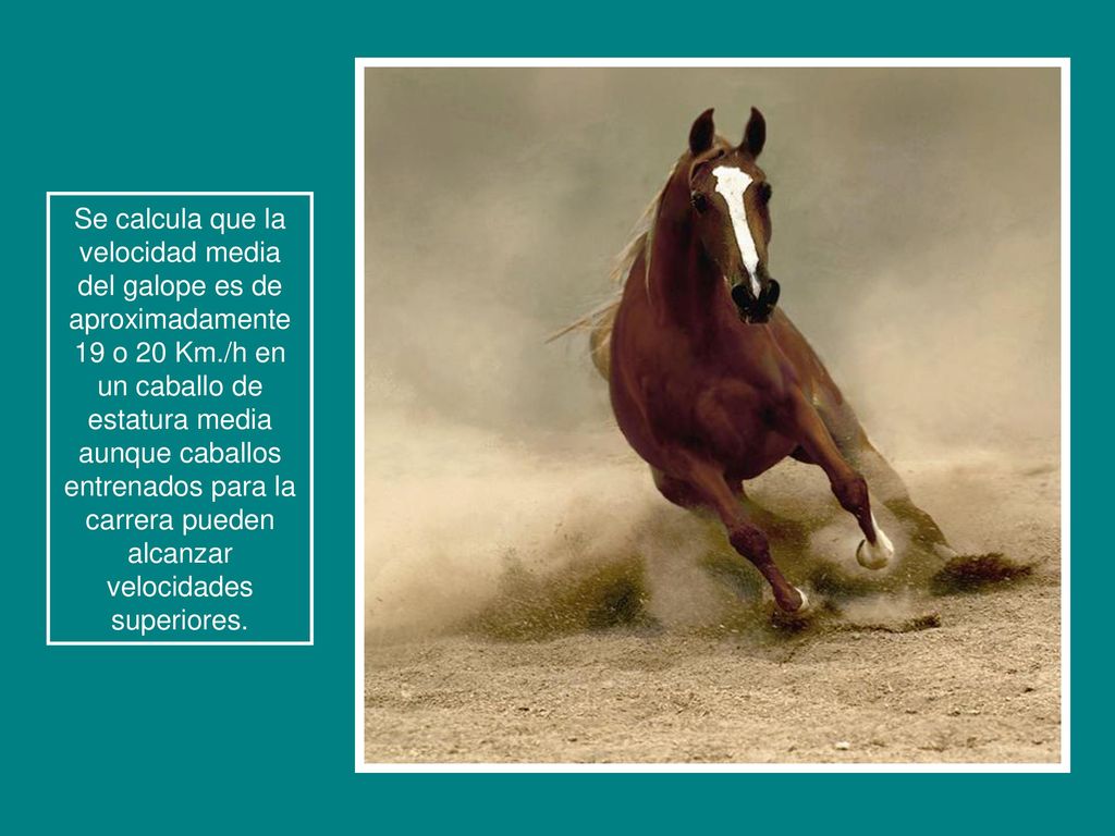 Se calcula que la velocidad media del galope es de aproximadamente 19 o 20 Km./h en un caballo de estatura media aunque caballos entrenados para la carrera pueden alcanzar velocidades superiores.