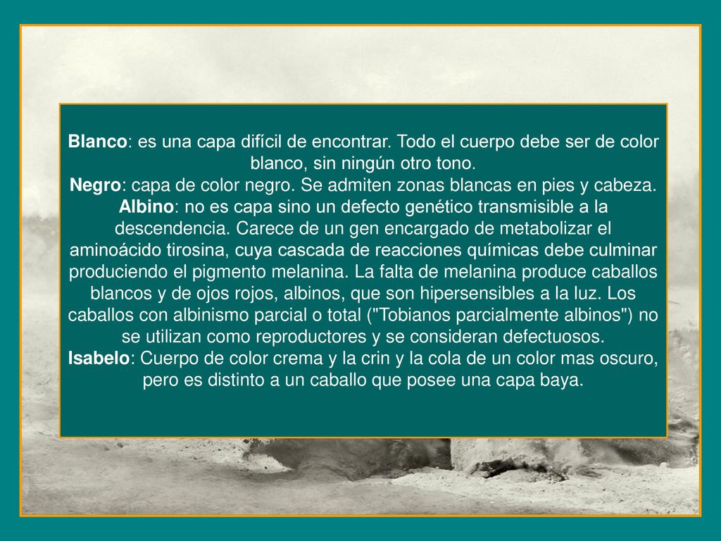 Negro: capa de color negro. Se admiten zonas blancas en pies y cabeza.