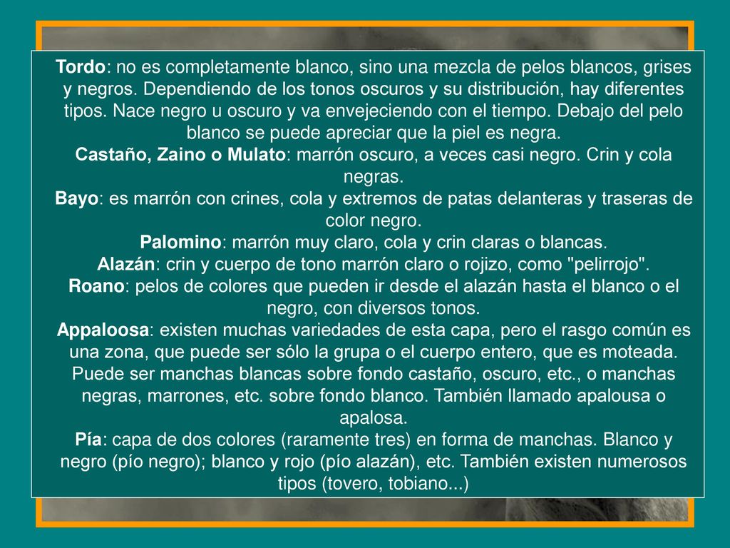 Palomino: marrón muy claro, cola y crin claras o blancas.