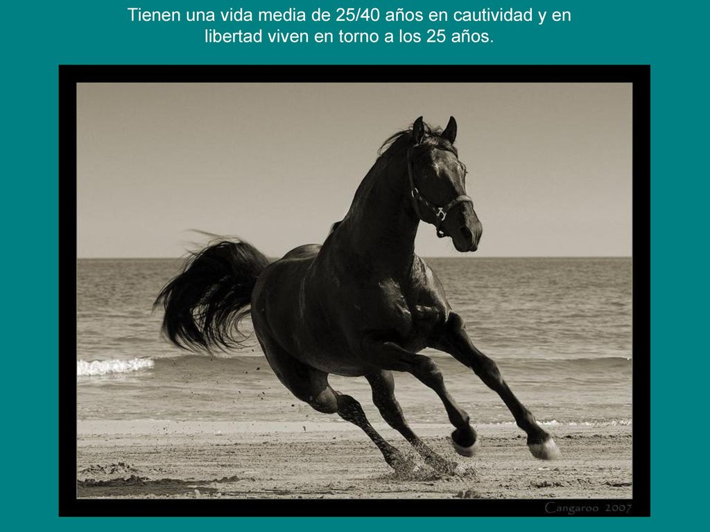 Tienen una vida media de 25/40 años en cautividad y en libertad viven en torno a los 25 años.