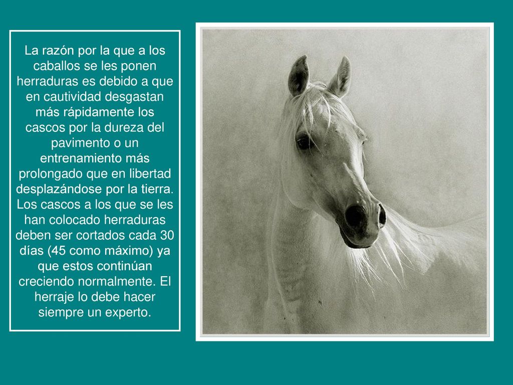 La razón por la que a los caballos se les ponen herraduras es debido a que en cautividad desgastan más rápidamente los cascos por la dureza del pavimento o un entrenamiento más prolongado que en libertad desplazándose por la tierra.