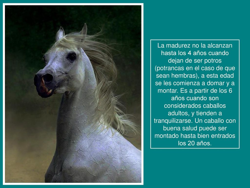 La madurez no la alcanzan hasta los 4 años cuando dejan de ser potros (potrancas en el caso de que sean hembras), a esta edad se les comienza a domar y a montar.