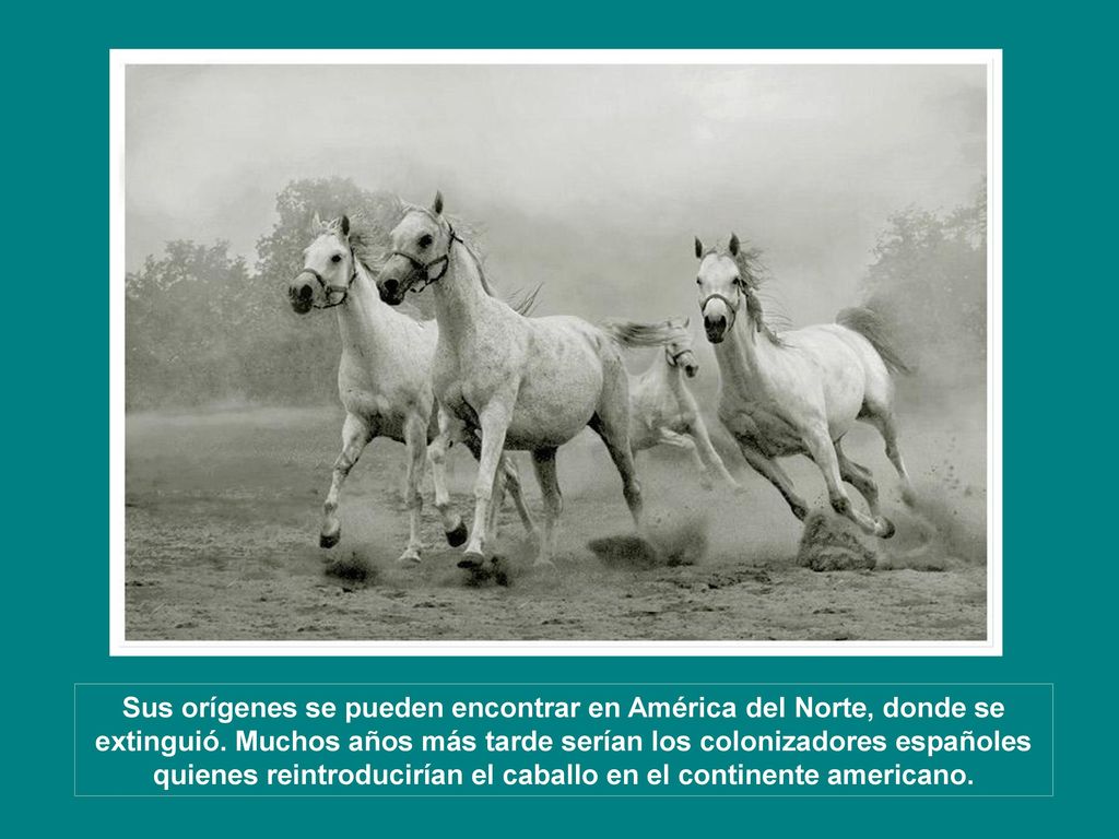 Sus orígenes se pueden encontrar en América del Norte, donde se extinguió.