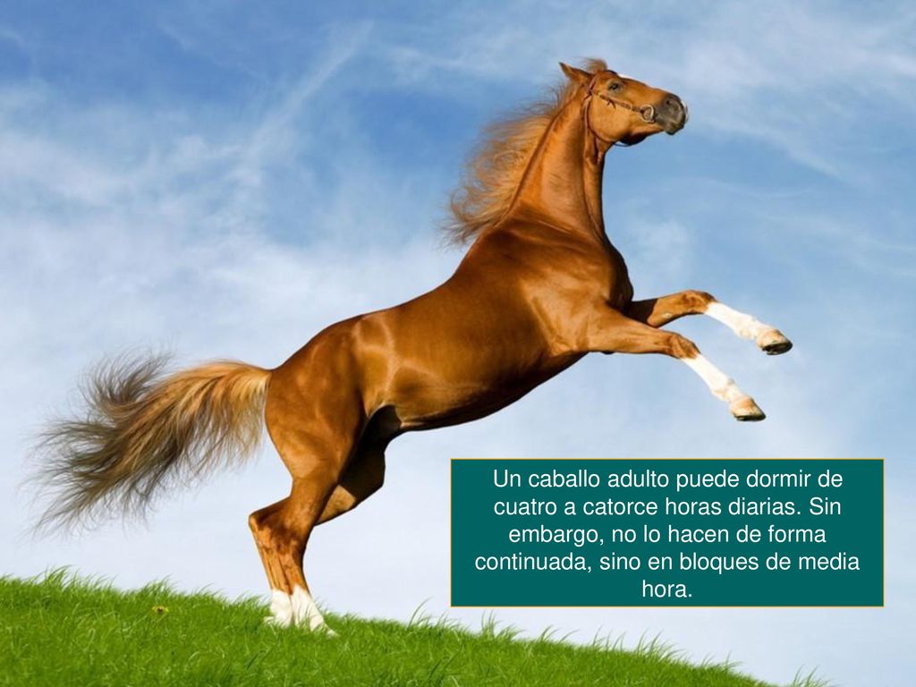 Un caballo adulto puede dormir de cuatro a catorce horas diarias
