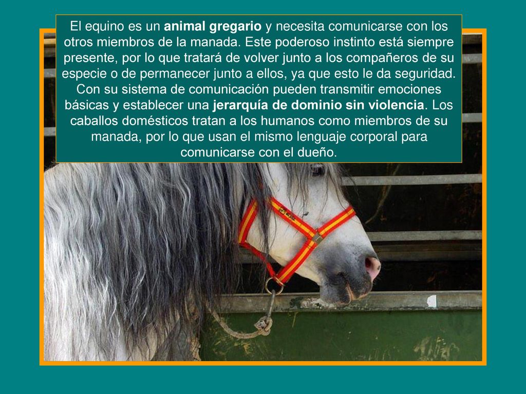 El equino es un animal gregario y necesita comunicarse con los otros miembros de la manada.