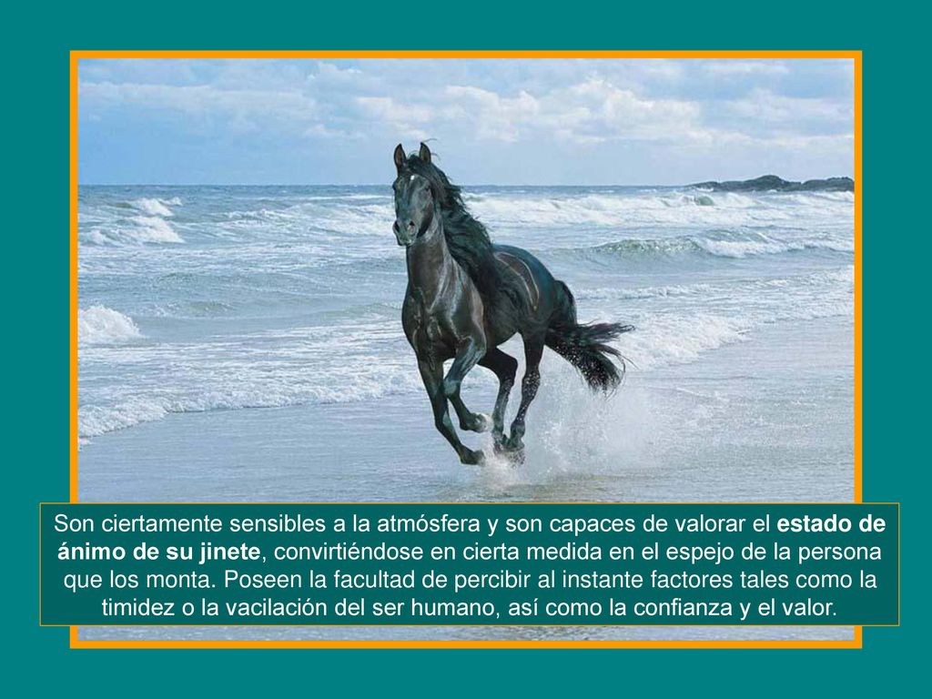 Son ciertamente sensibles a la atmósfera y son capaces de valorar el estado de ánimo de su jinete, convirtiéndose en cierta medida en el espejo de la persona que los monta.